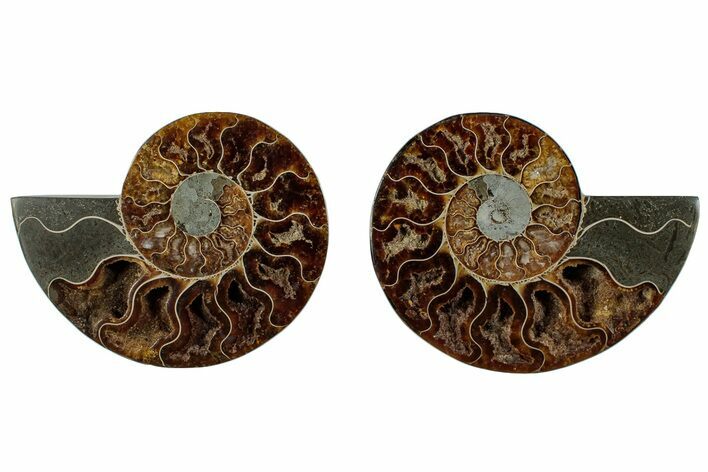 Cut & Polished, Crystal-Filled Ammonite Fossil - Madagascar #292802